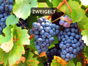 zweigelt (800 x 600 px)